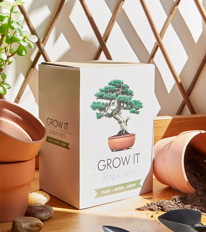 Kit bonsaï à faire pousser : l'Objet Insolite pour les mains vertes