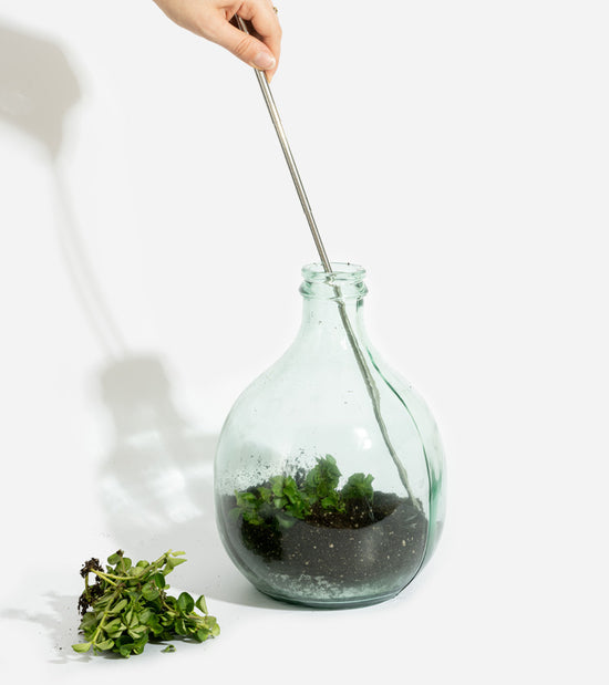 DIY pour créer votre terrarium de plantes 5 litres