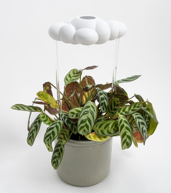 Nuage de pluie arroseur de plantes  The cloud makers