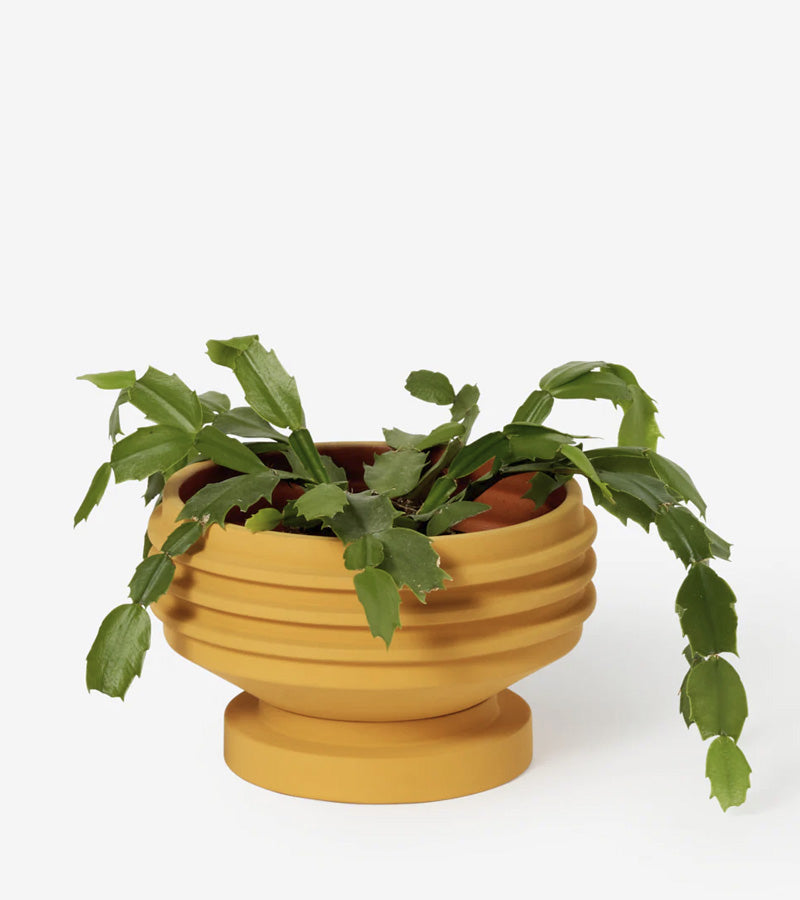 Plantes pots & co – L'avant gardiste